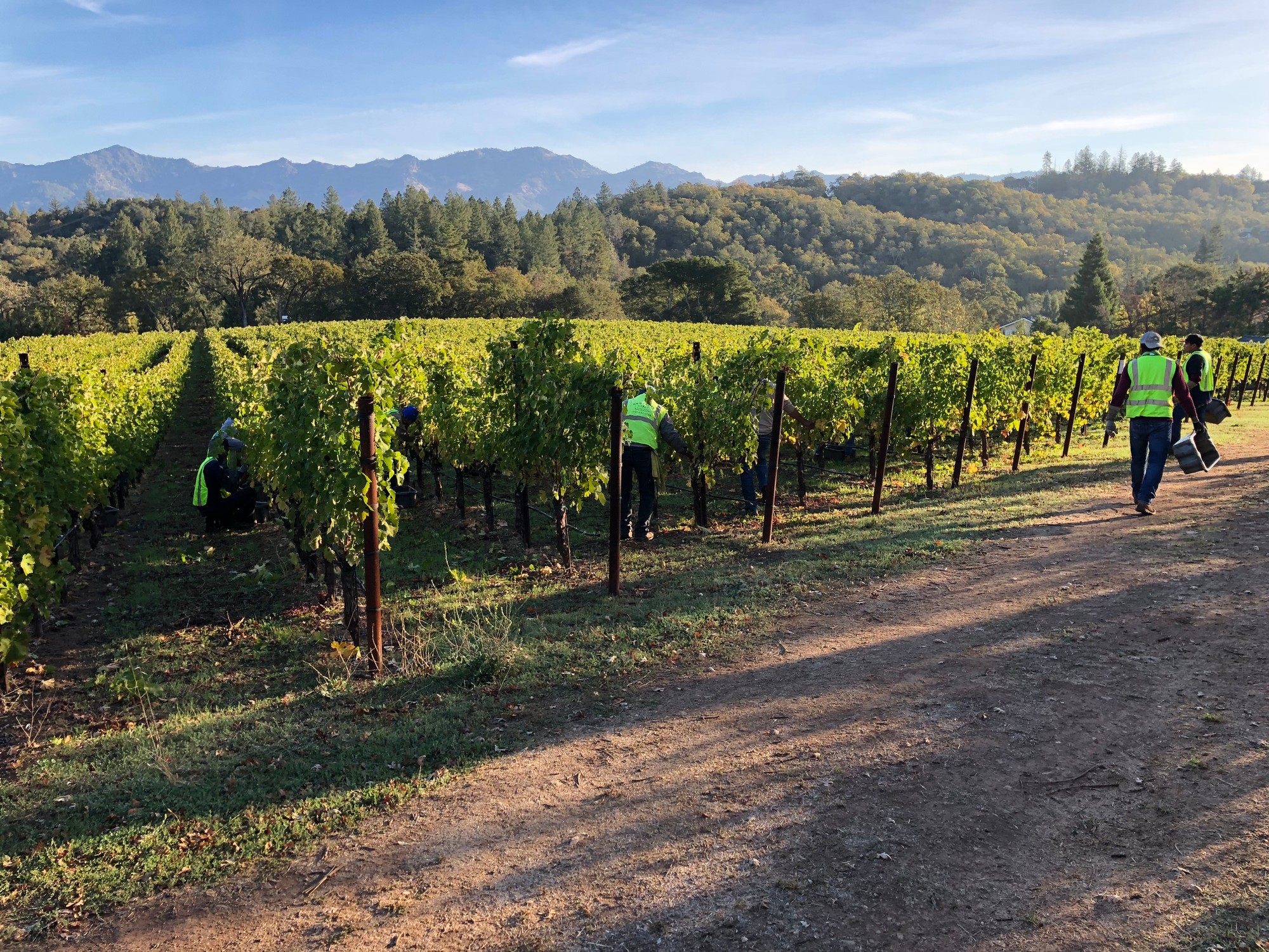 Tending the Vineyard