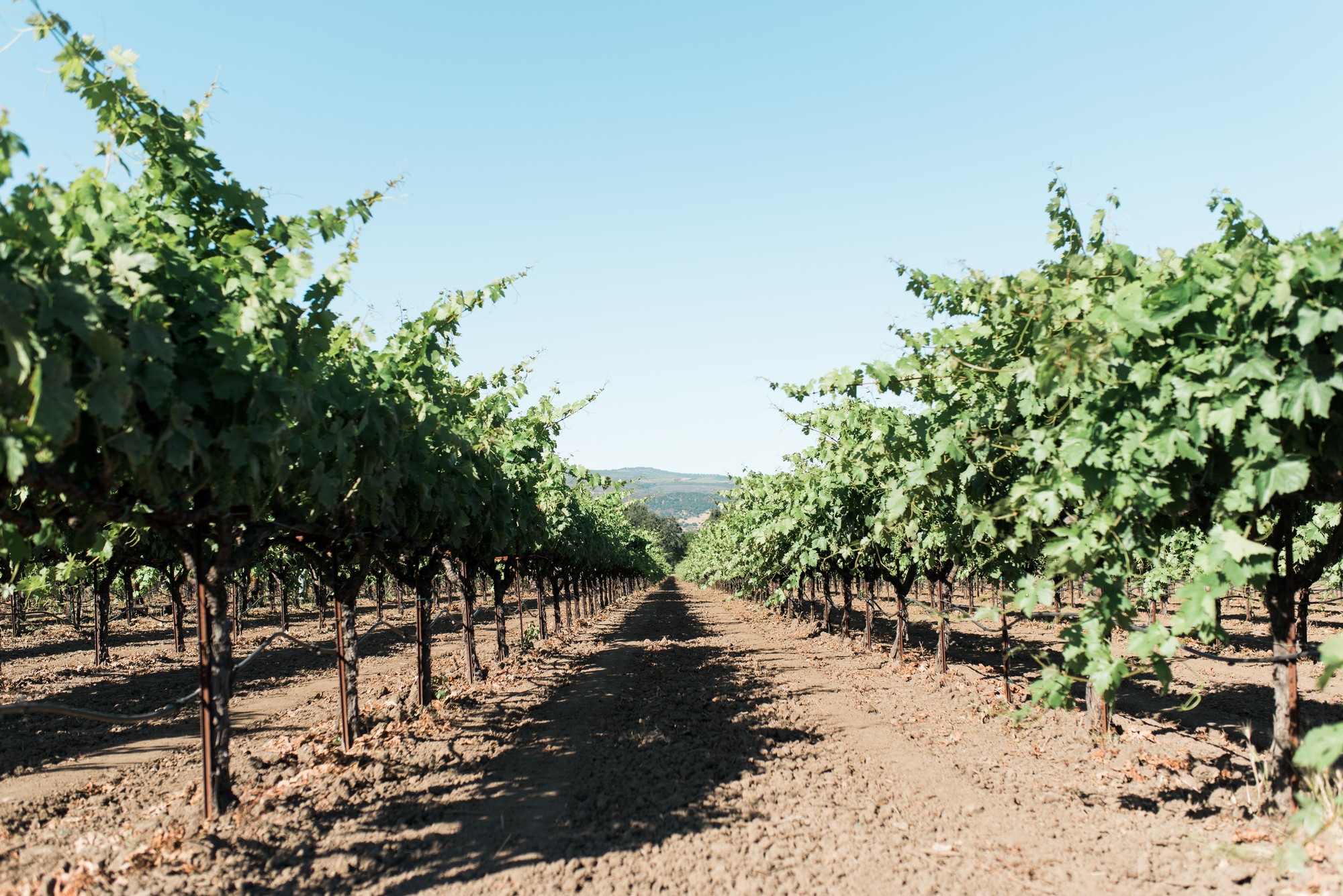 Vineyard rows