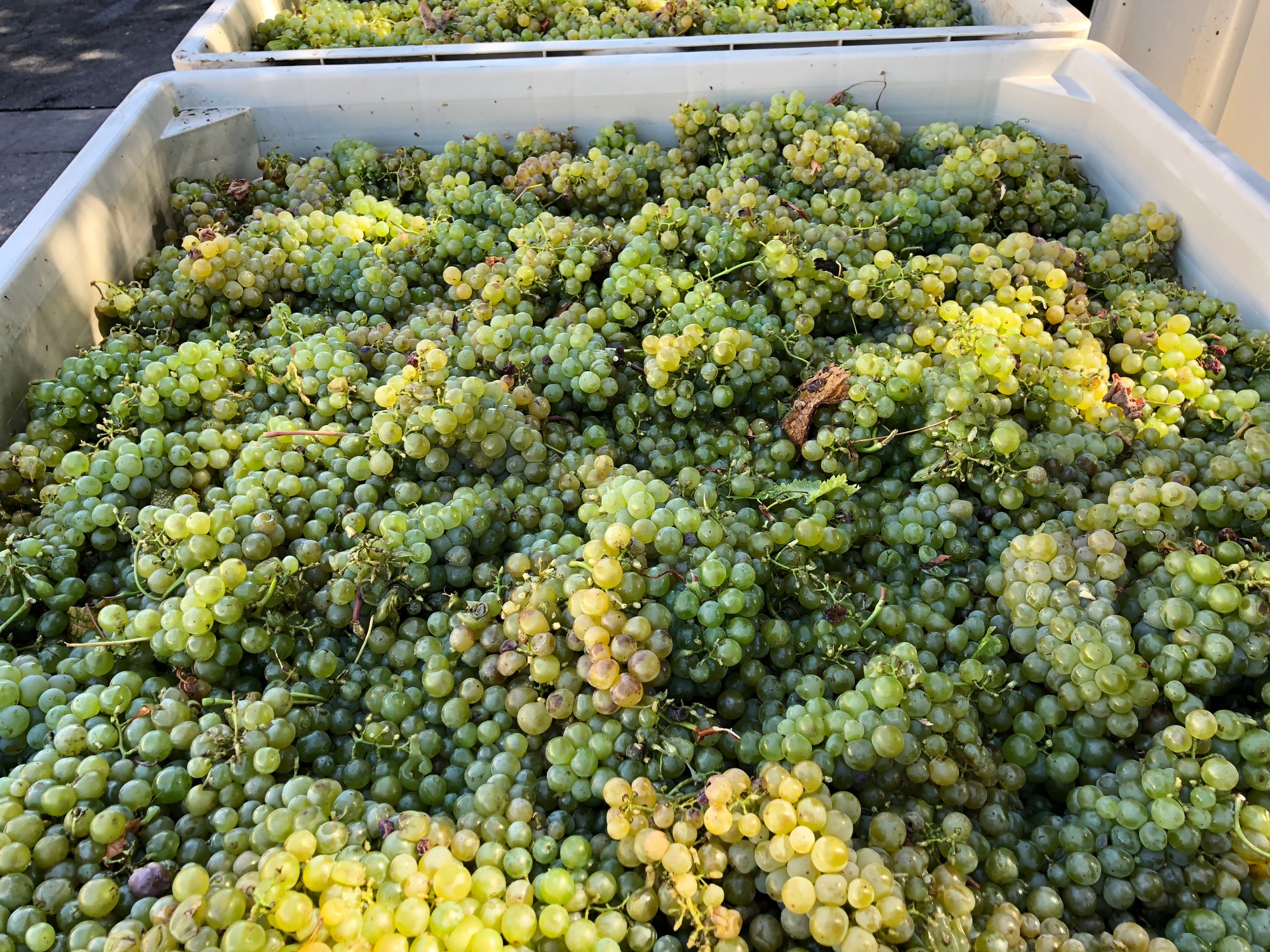 Harvested green grapes