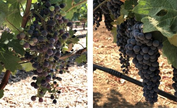 Closeup of two different vines