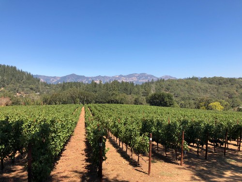 The Vineyard on a sunny day