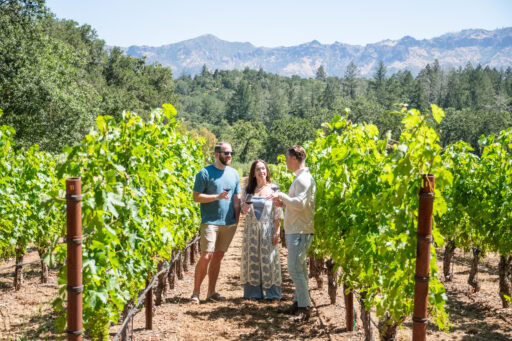 What Happens in the Vineyard Before Harvest?